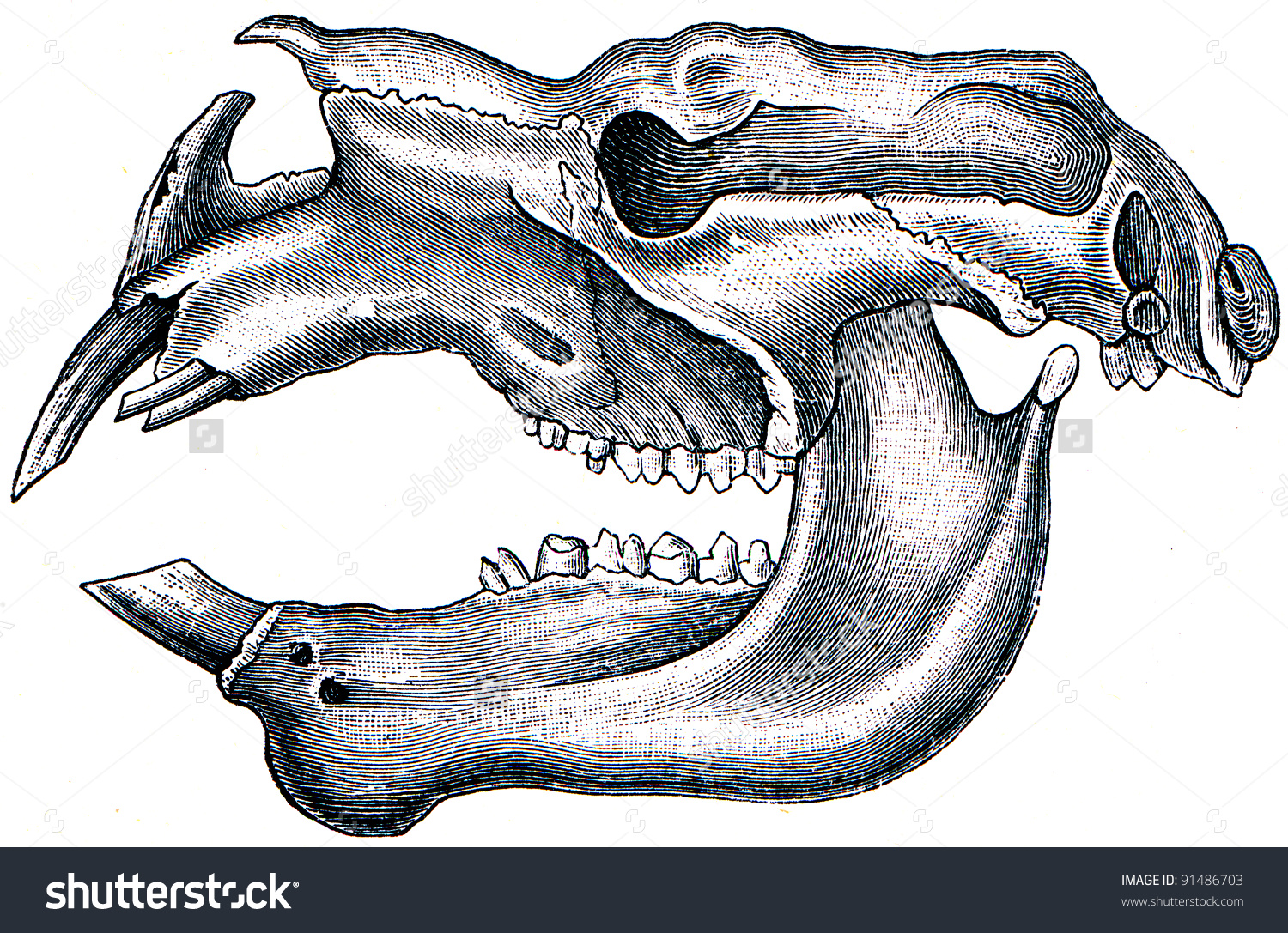 The Diprotodon clipart #1, Download drawings