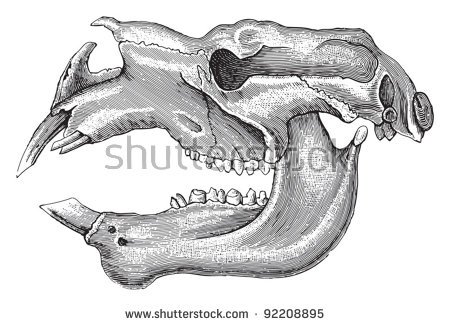 The Diprotodon clipart #14, Download drawings