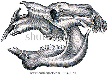 The Diprotodon clipart #6, Download drawings