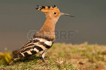 The Hoopoe Close Up clipart #11, Download drawings