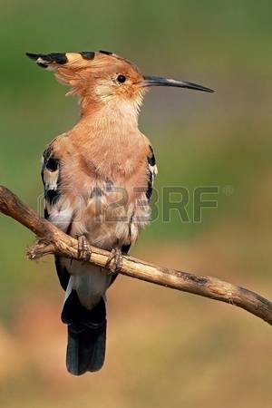 The Hoopoe Close Up clipart #12, Download drawings
