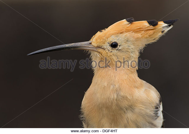 The Hoopoe Close Up coloring #8, Download drawings
