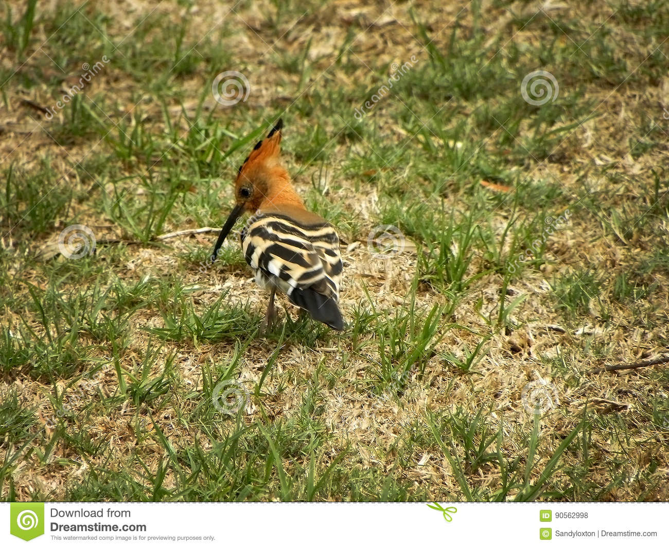 The Hoopoe Close Up clipart #4, Download drawings