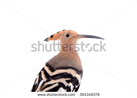 The Hoopoe Close Up svg #13, Download drawings