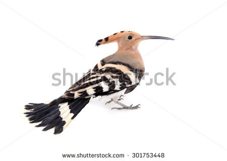 The Hoopoe Close Up svg #17, Download drawings