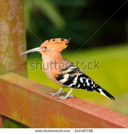 The Hoopoe Close Up svg #15, Download drawings