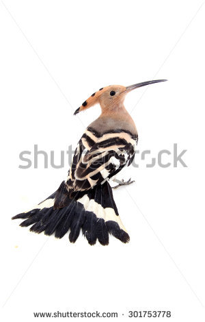 The Hoopoe Close Up coloring #4, Download drawings
