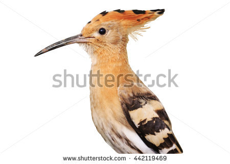 The Hoopoe Close Up coloring #16, Download drawings
