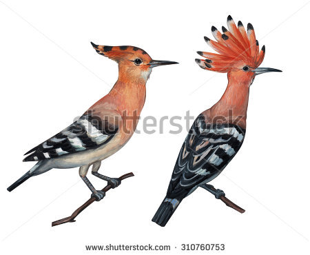 The Hoopoe Close Up coloring #15, Download drawings