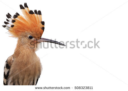 The Hoopoe Close Up coloring #12, Download drawings