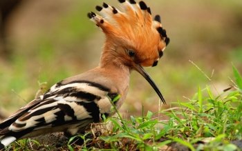 The Hoopoe Close Up svg #9, Download drawings