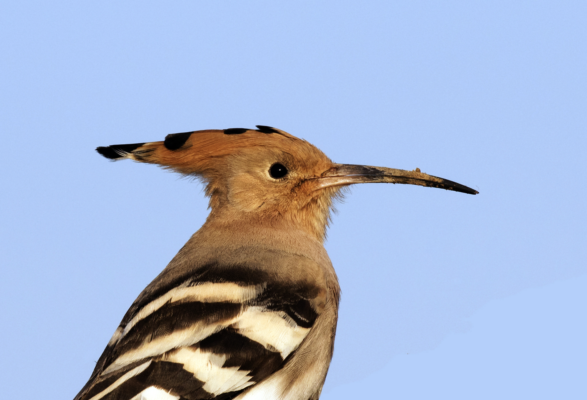 The Hoopoe Close Up svg #6, Download drawings