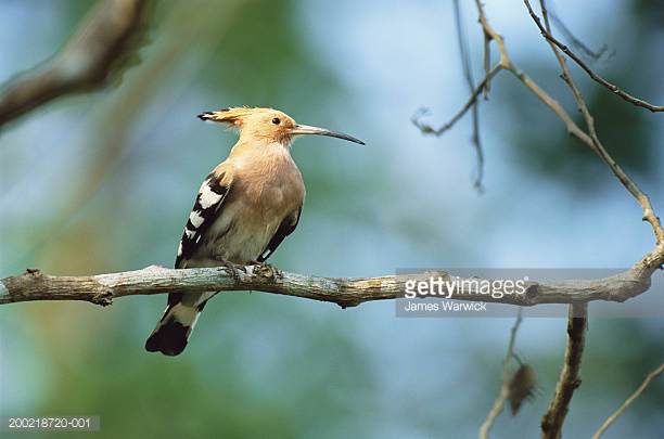 The Hoopoe Close Up svg #8, Download drawings