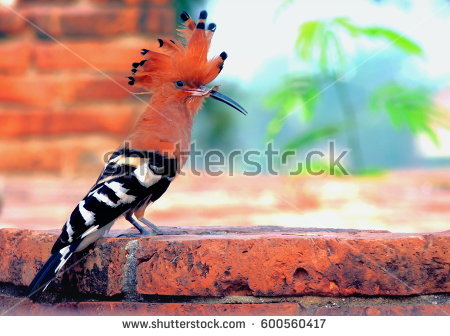 The Hoopoe Close Up svg #3, Download drawings