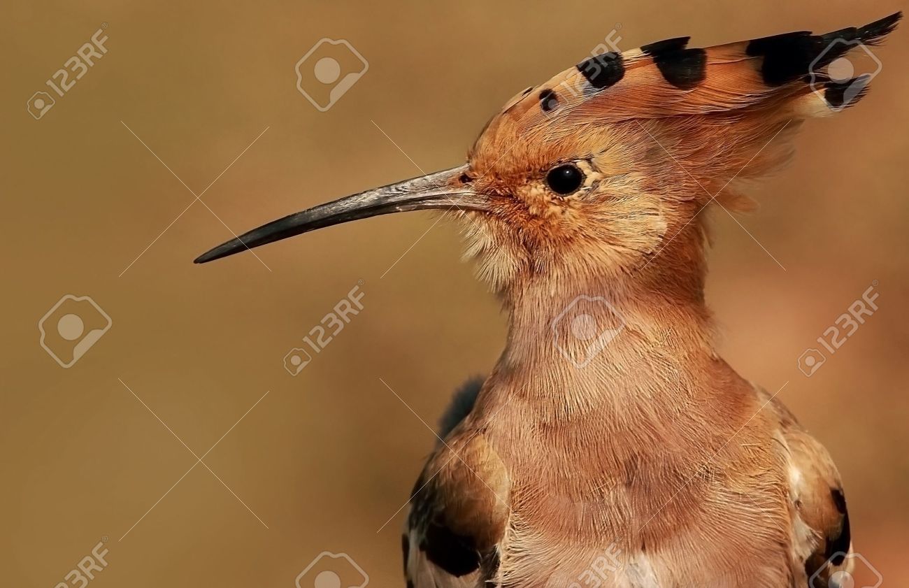 The Hoopoe Close Up svg #14, Download drawings