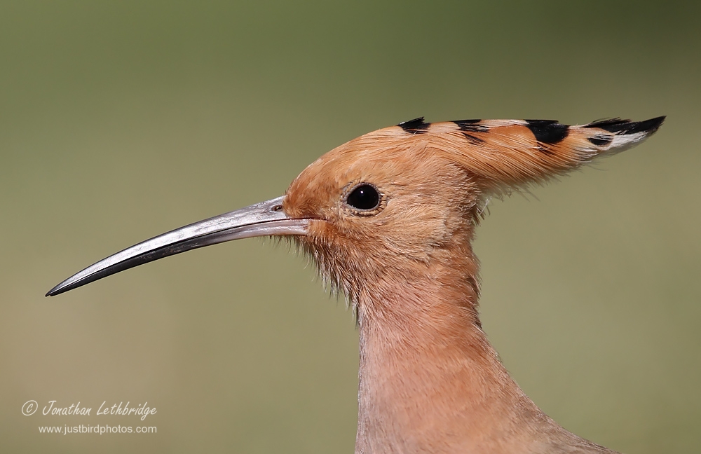 The Hoopoe Close Up svg #12, Download drawings