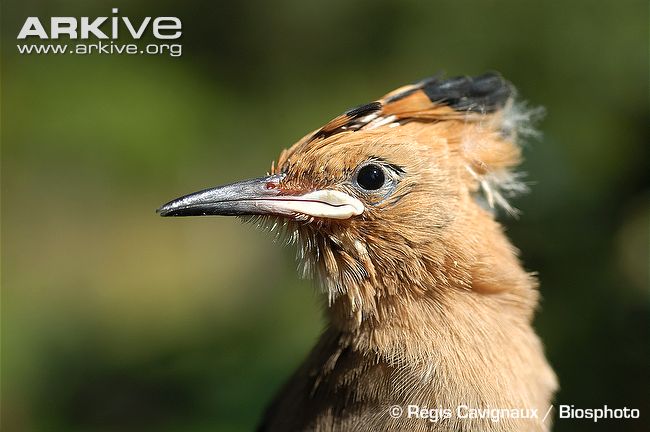 The Hoopoe Close Up svg #10, Download drawings