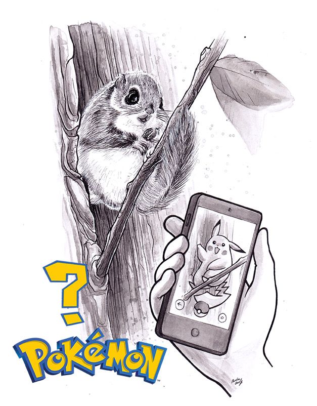 The Japanese Dwarf Flying Squirrel coloring #2, Download drawings