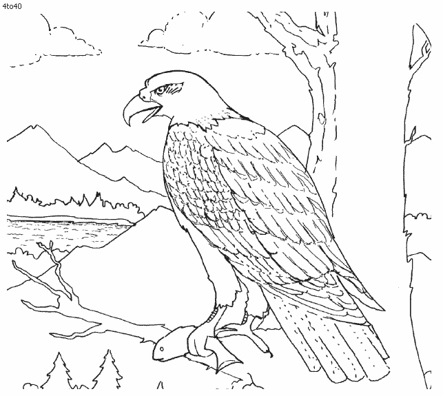 The Philippine Eagle coloring #5, Download drawings