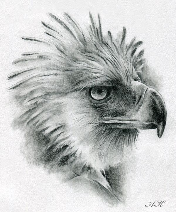 The Philippine Eagle coloring #8, Download drawings