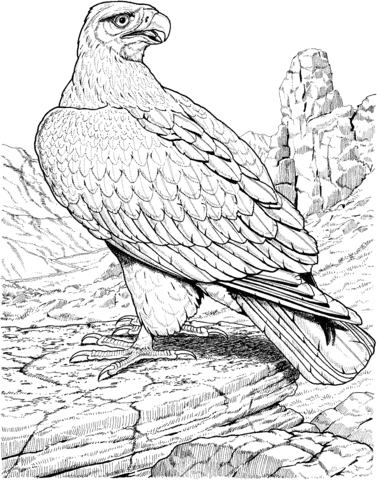 The Philippine Eagle coloring #20, Download drawings