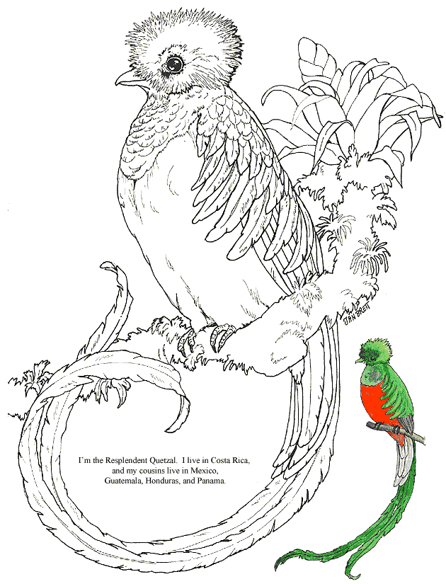 The Quetzal Of Guatamala clipart #3, Download drawings