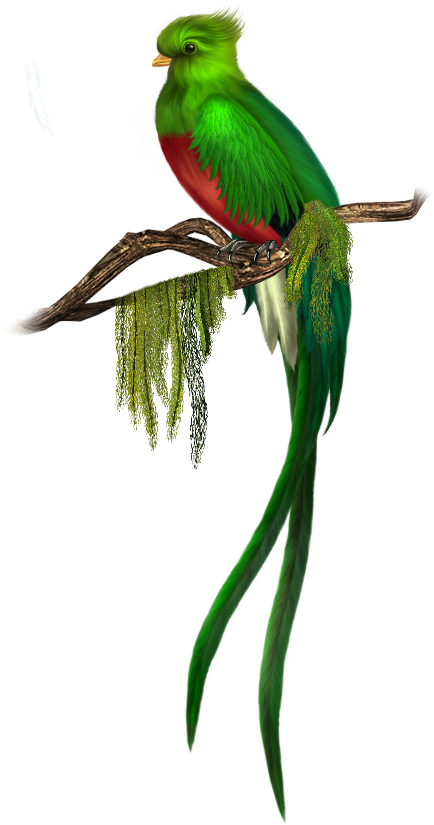 The Quetzal Of Guatamala clipart #1, Download drawings