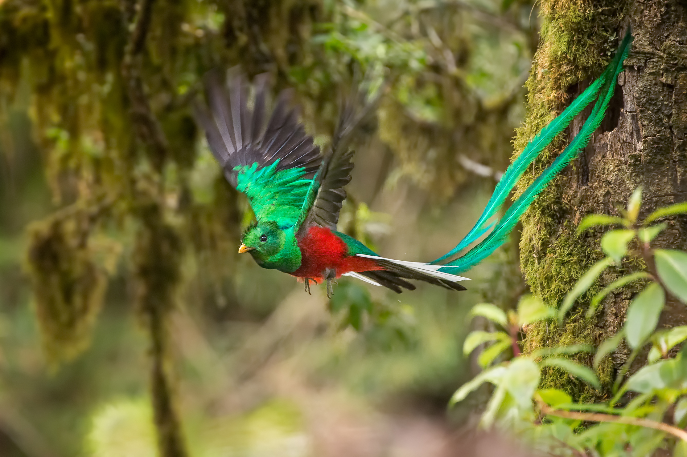 The Quetzal Of Guatamala coloring #3, Download drawings