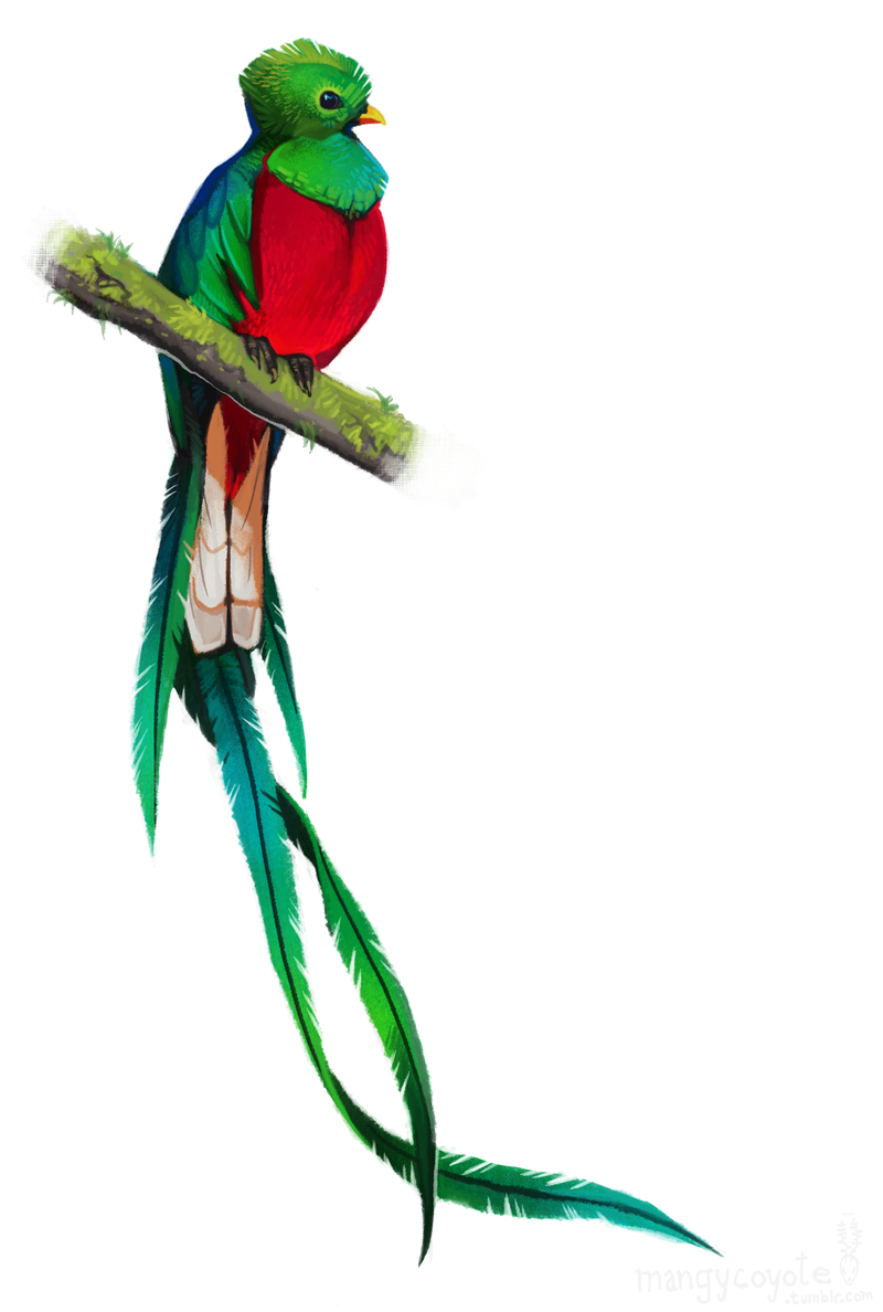 The Quetzal Of Guatamala svg #11, Download drawings