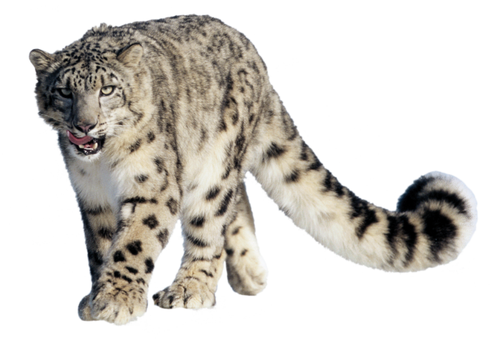 The Snow Leopards clipart #7, Download drawings