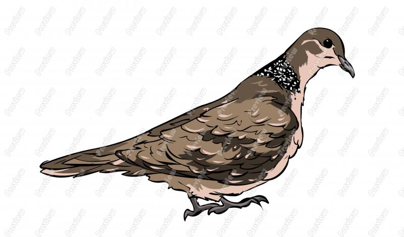 The Spotted Pigeon clipart #20, Download drawings