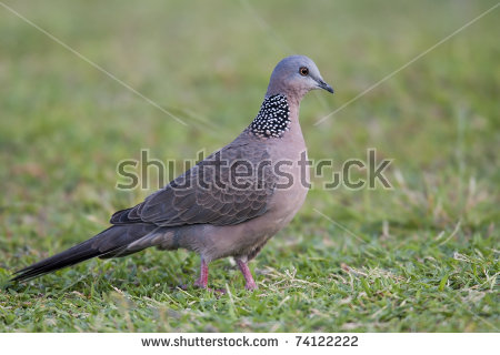 The Spotted Pigeon clipart #13, Download drawings