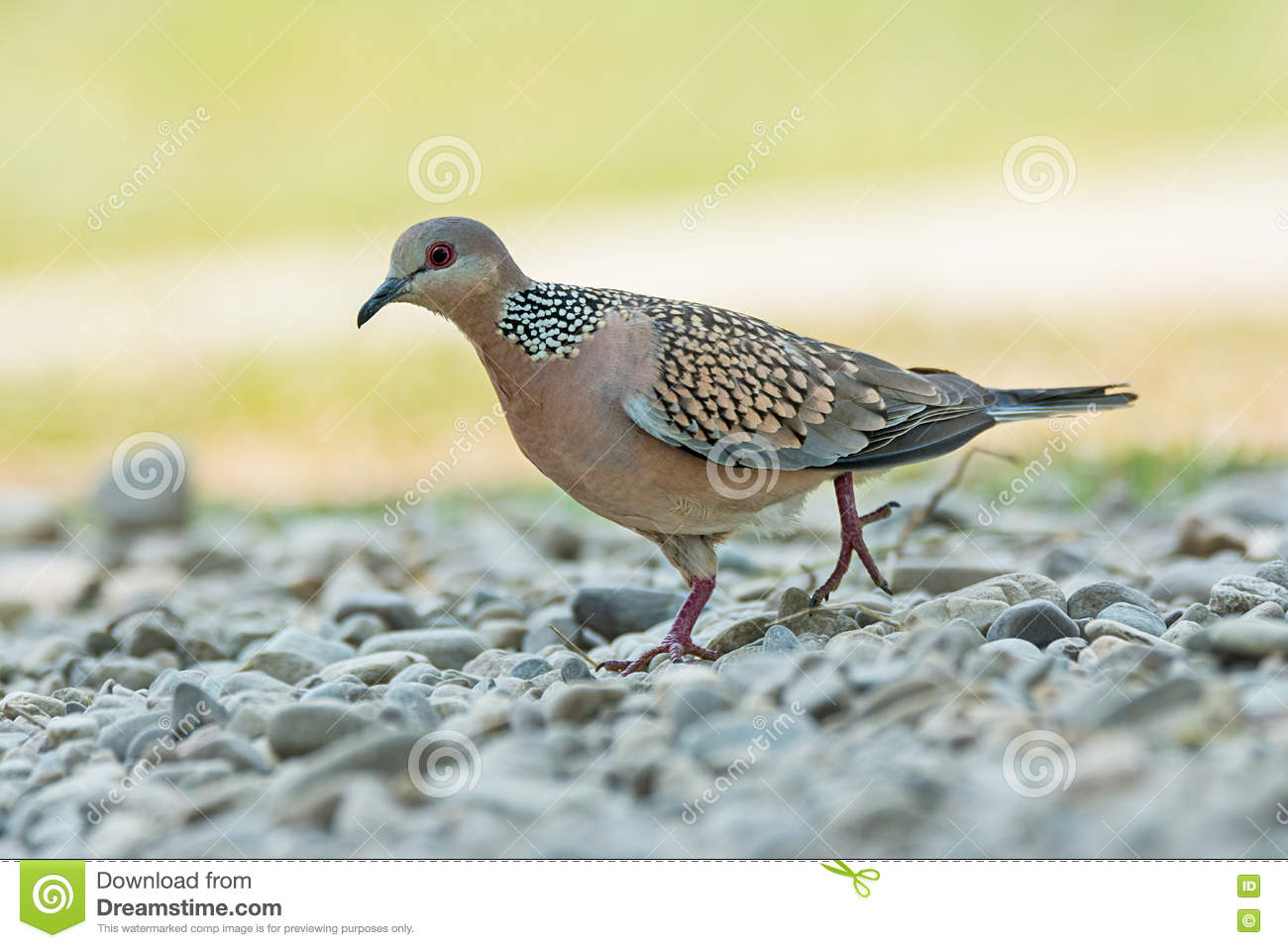The Spotted Pigeon clipart #10, Download drawings