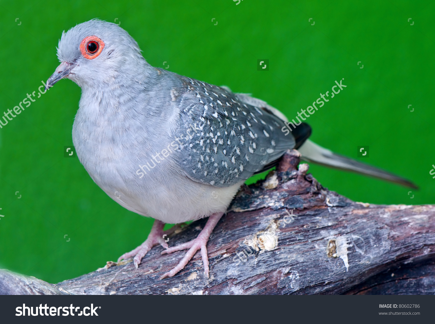 The Spotted Pigeon clipart #3, Download drawings