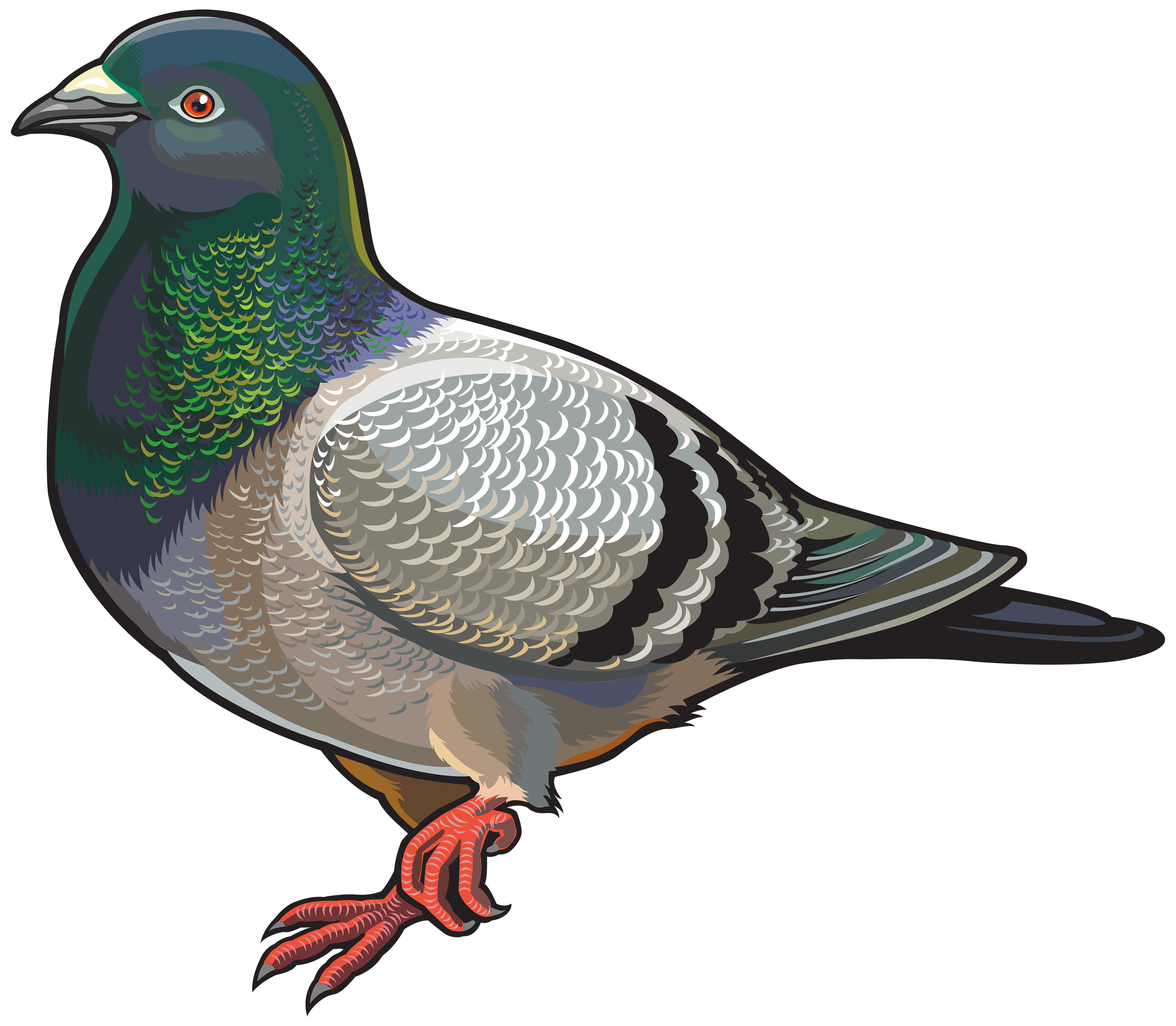 The Spotted Pigeon clipart #1, Download drawings