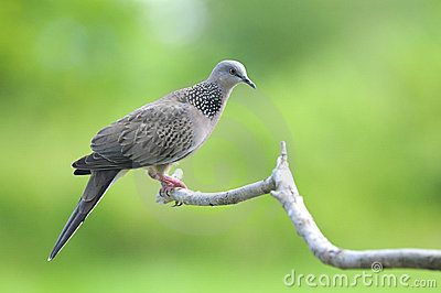The Spotted Pigeon clipart #19, Download drawings