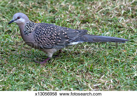 The Spotted Pigeon clipart #15, Download drawings