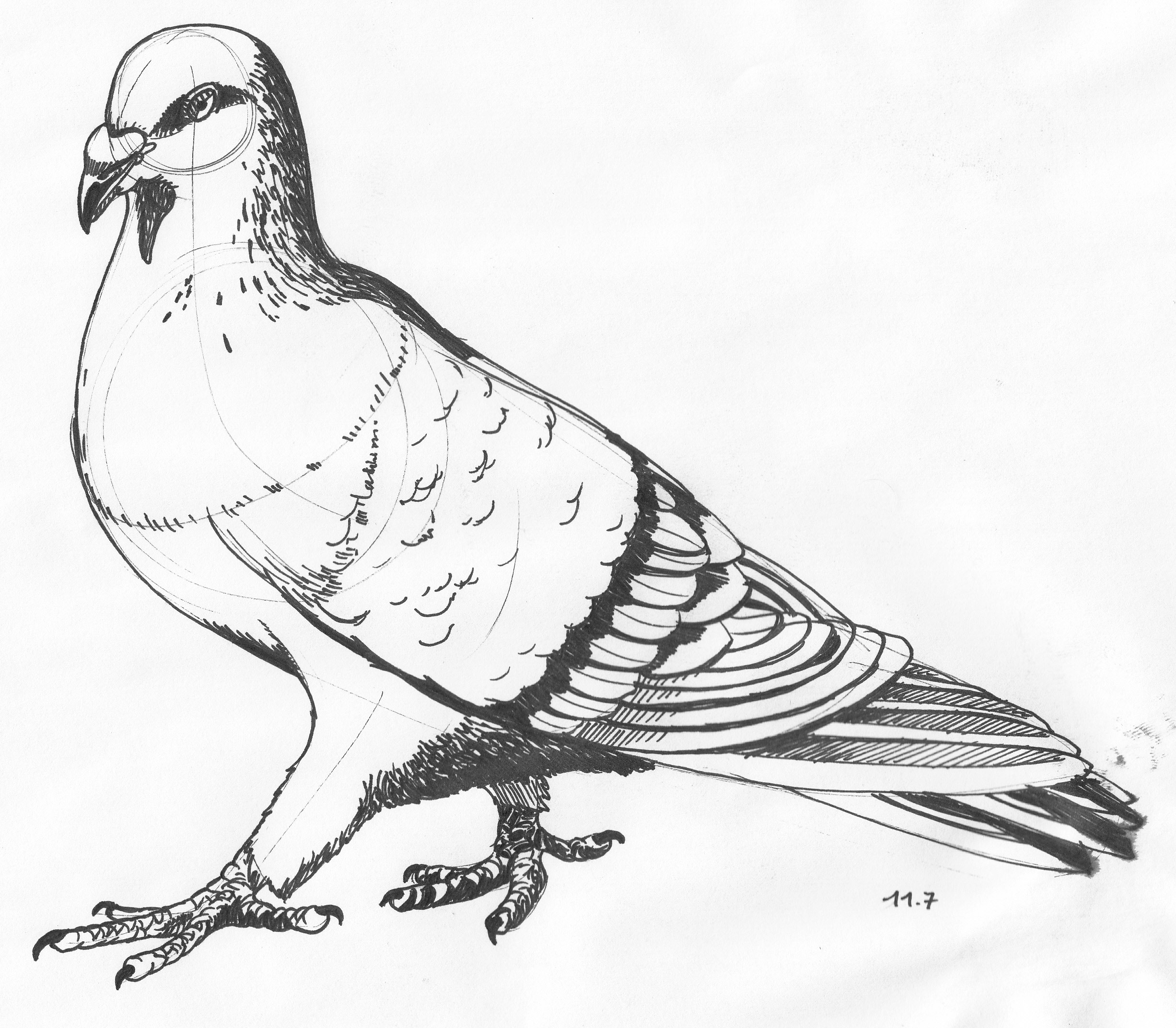 The Spotted Pigeon coloring #5, Download drawings