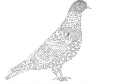 The Spotted Pigeon coloring #4, Download drawings