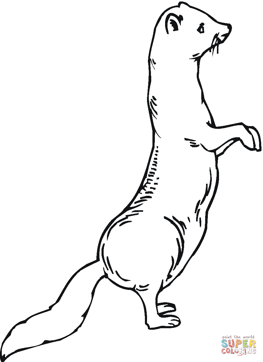 Weasel coloring #2, Download drawings