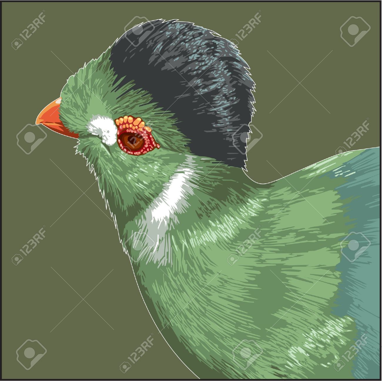White-cheeked Turaco clipart #7, Download drawings