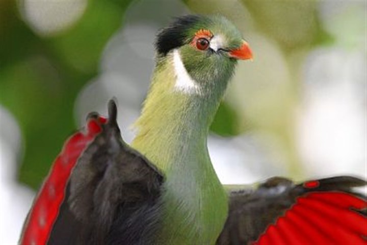 White-cheeked Turaco clipart #10, Download drawings