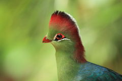 White-cheeked Turaco clipart #14, Download drawings