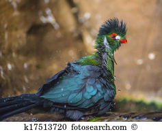 White-cheeked Turaco clipart #5, Download drawings