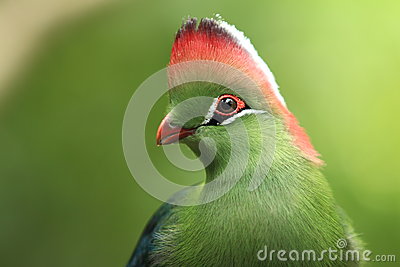 White-cheeked Turaco clipart #17, Download drawings