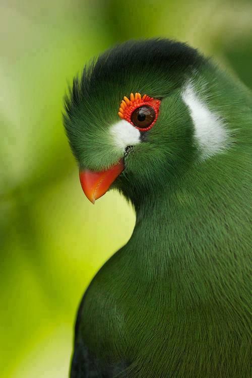 White-cheeked Turaco coloring #20, Download drawings