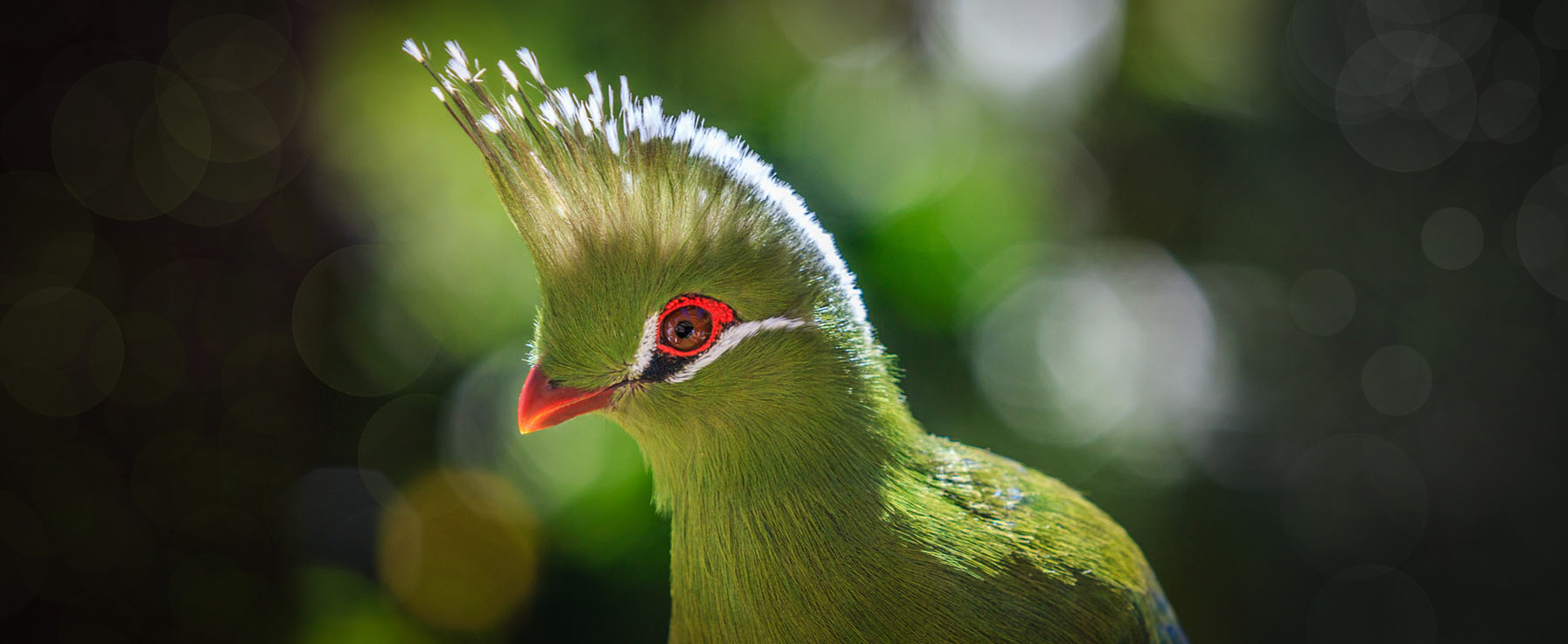White-cheeked Turaco coloring #14, Download drawings