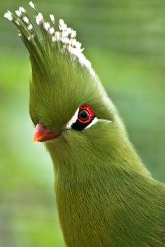 White-cheeked Turaco coloring #16, Download drawings