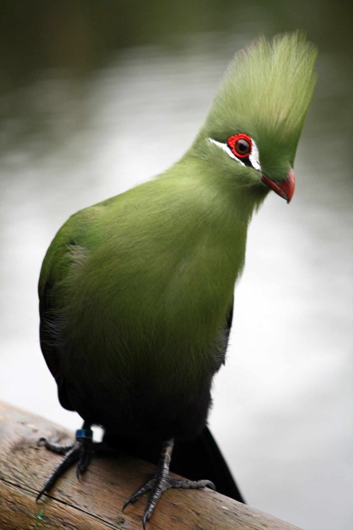 White-cheeked Turaco coloring #5, Download drawings