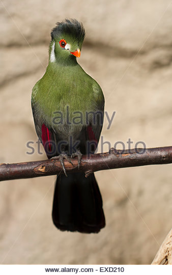 White-cheeked Turaco coloring #3, Download drawings